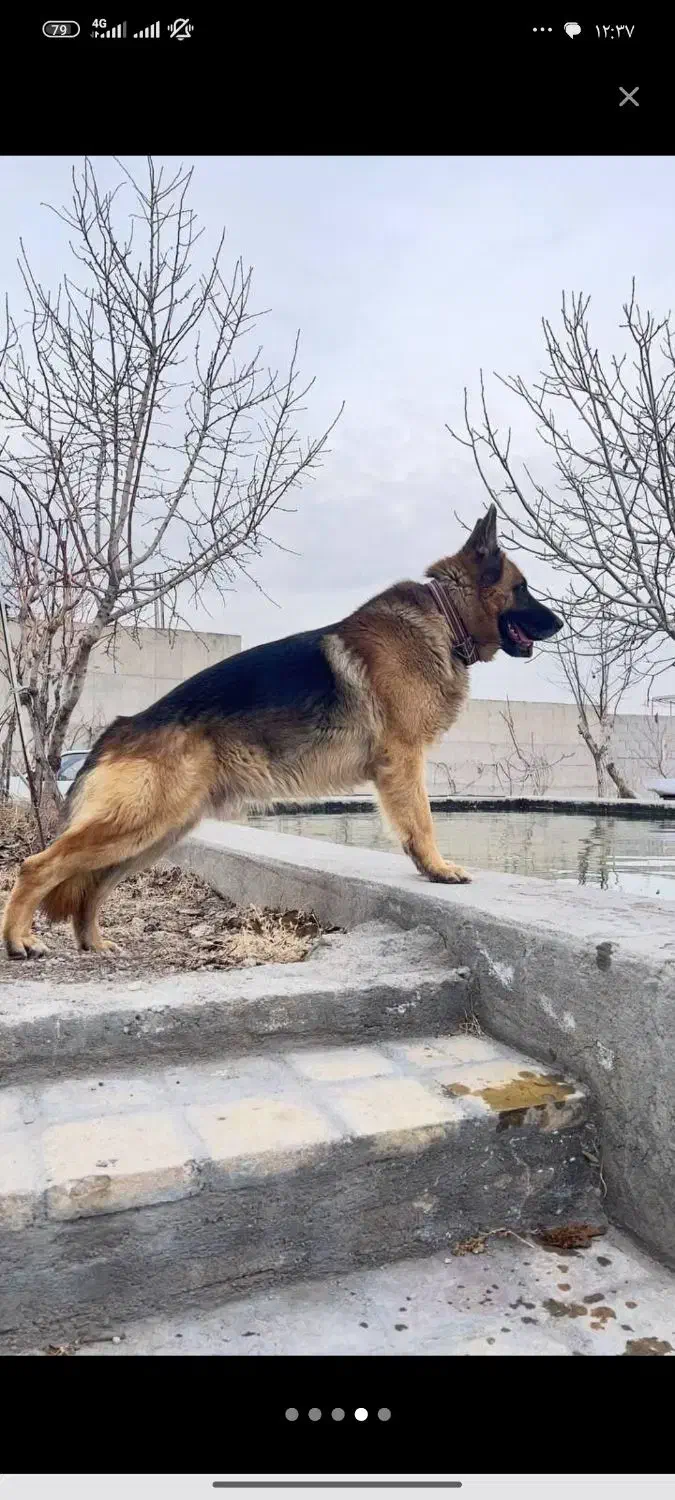 ژرمن خالص اصل|سگ|میاندوآب, |دیوار