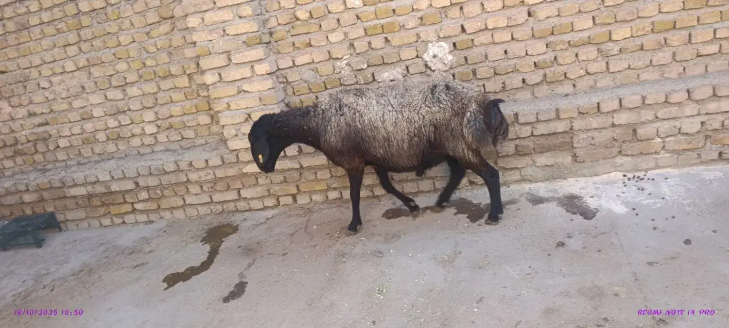 بره نر 60کیلو|حیوانات مزرعه|کرج, برغان|دیوار