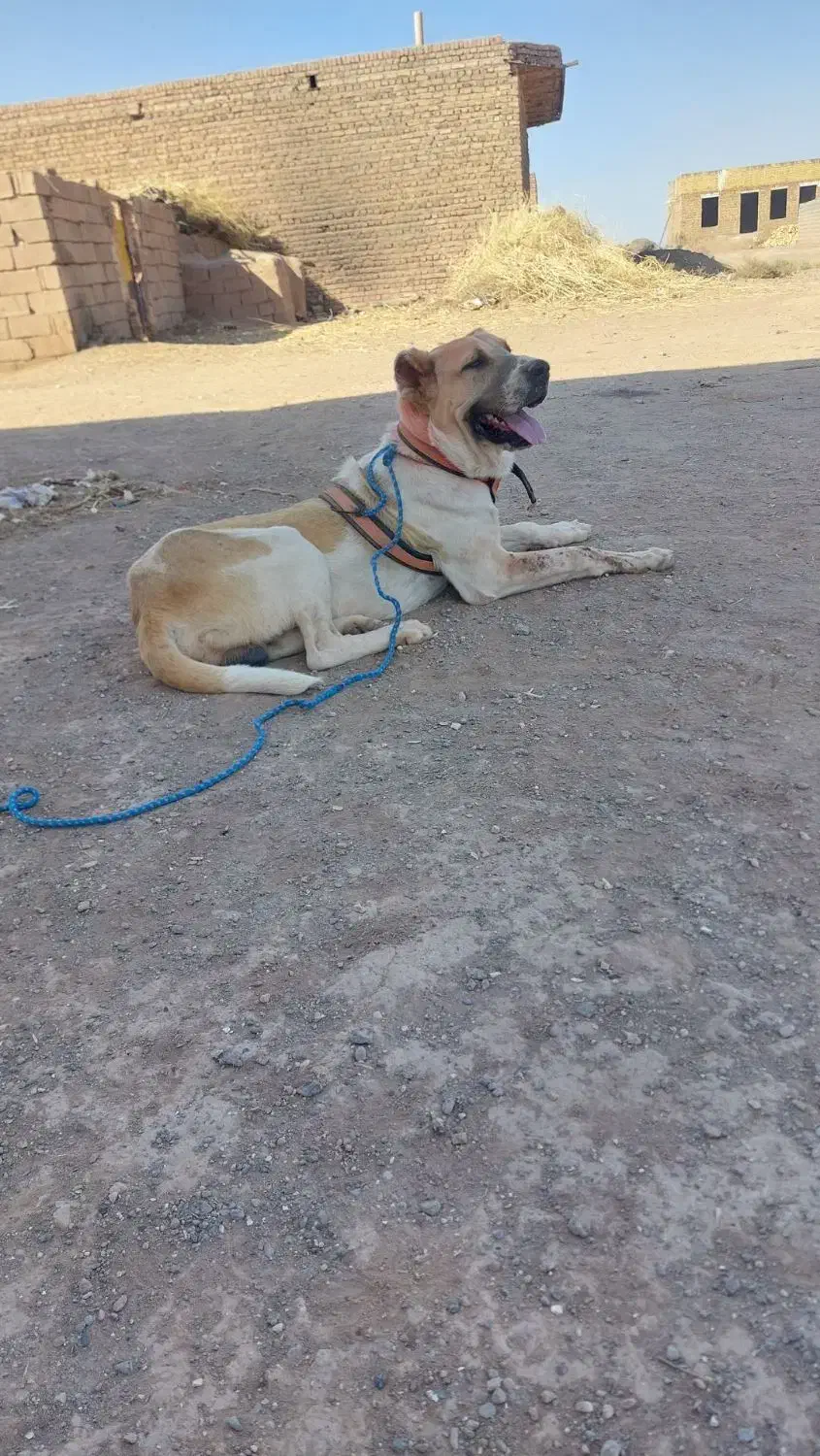 سگ رمگی|سگ|تربت‌حیدریه, طالقانی|دیوار