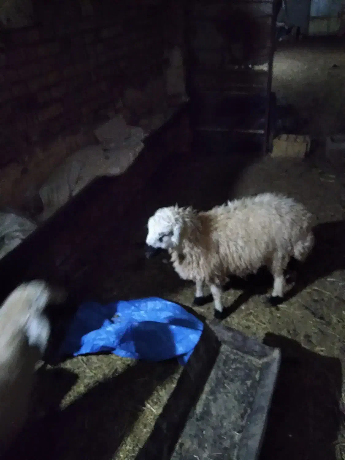 بره|حیوانات مزرعه|رفسنجان, |دیوار