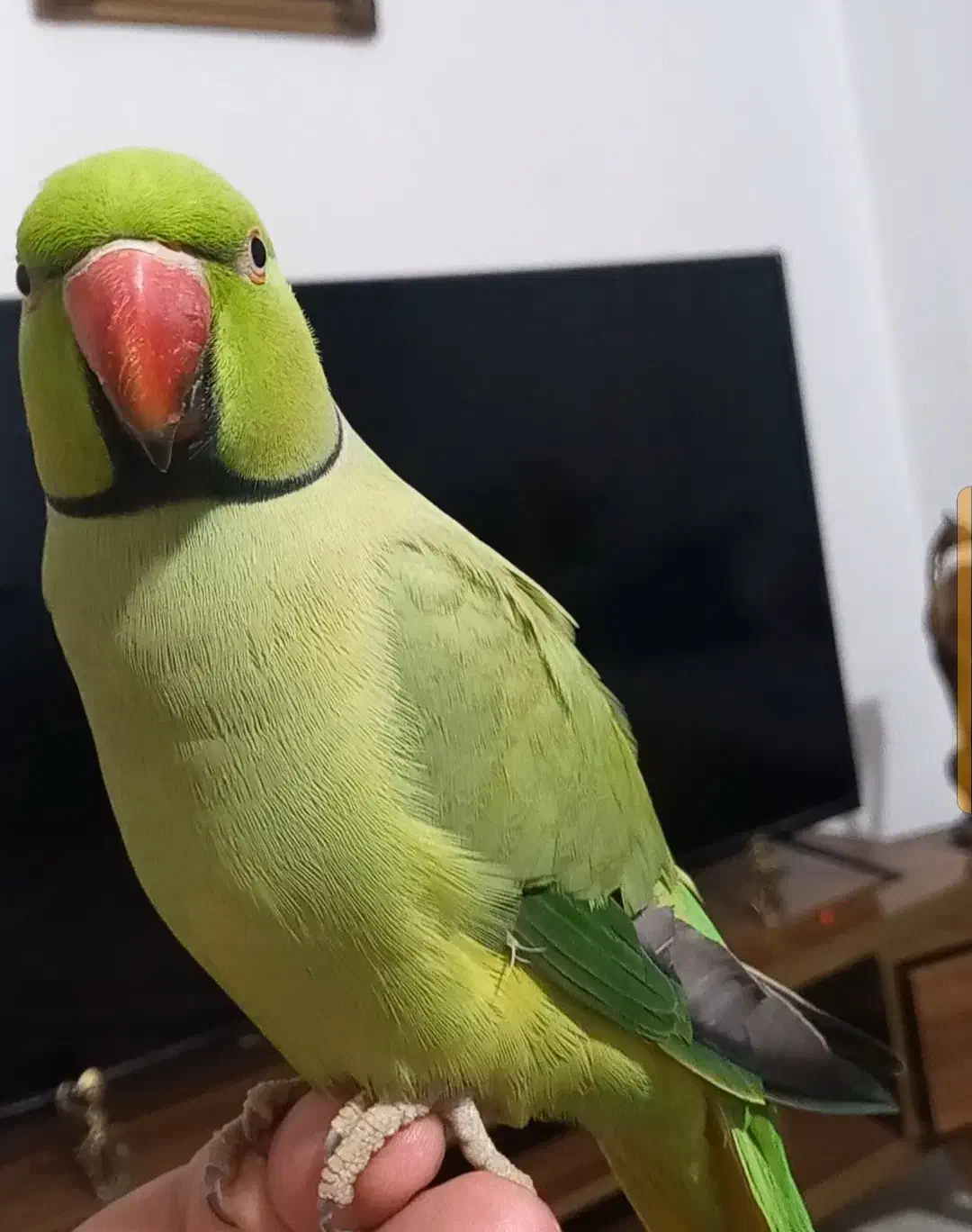 ملنگو نر سخن گو|پرنده|قشم, |دیوار