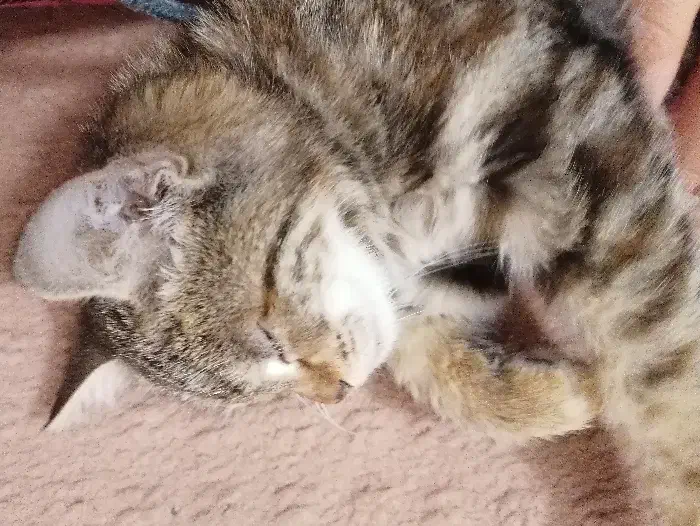 گربه|گربه|یزد, |دیوار