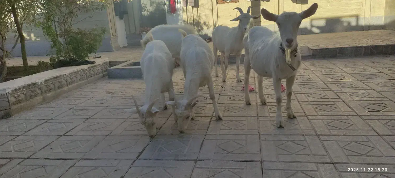 بزکل اصل سانن|حیوانات مزرعه|درمیان, |دیوار