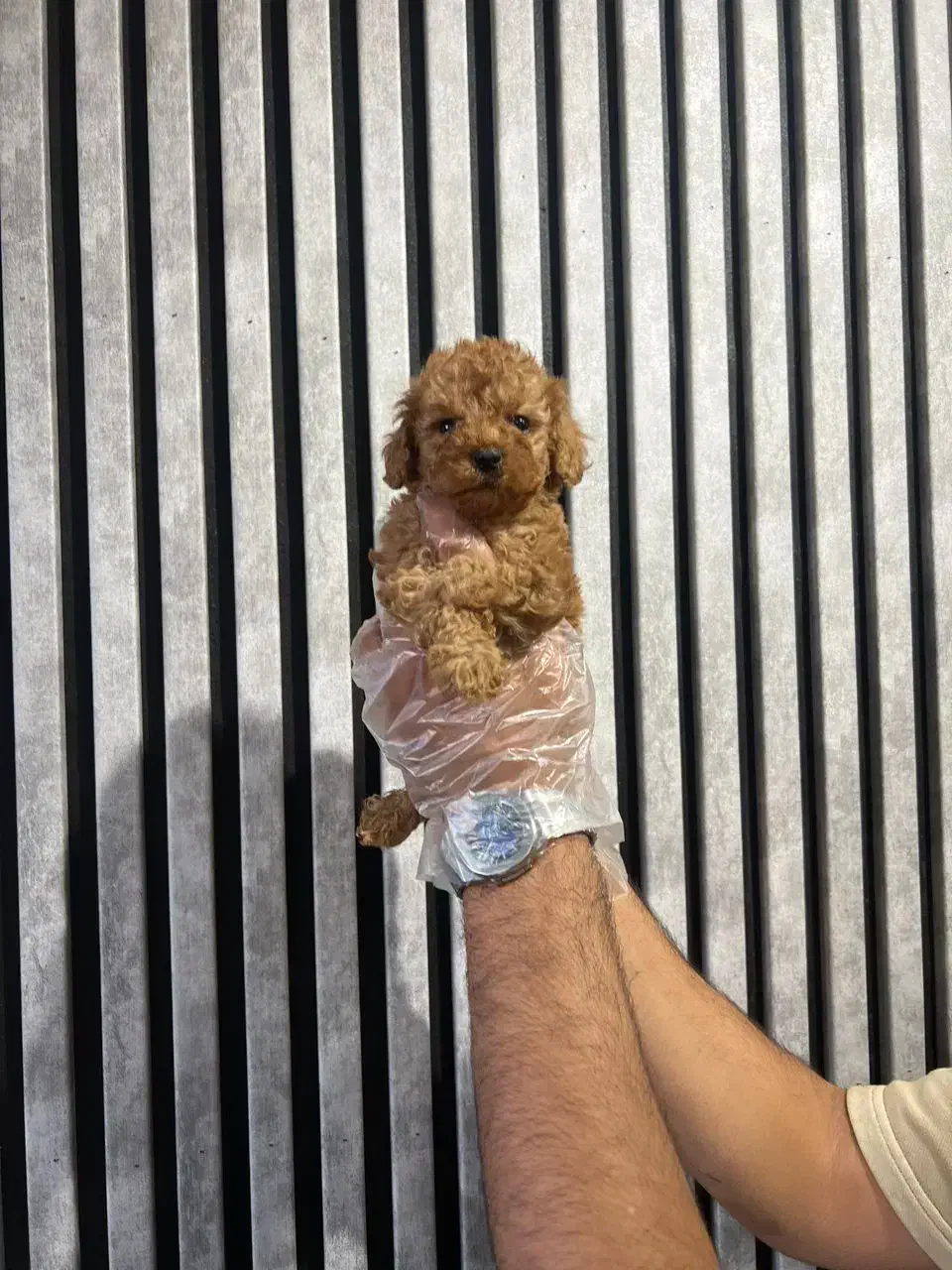 توی پودل / تیکاپ واقعی / نر و ماده|سگ|تهران, تهرانسر غربی|دیوار