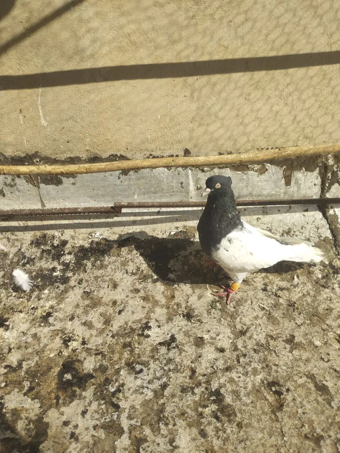 چپ سرخ،کله سیاه|پرنده|تاکستان, |دیوار