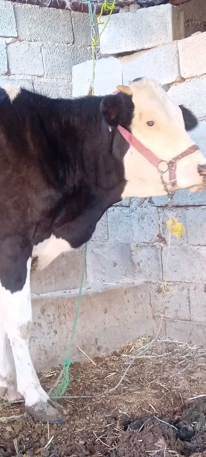 گاو خارجی با گوساله یک ساله برای فروش|حیوانات مزرعه|چمران, |دیوار