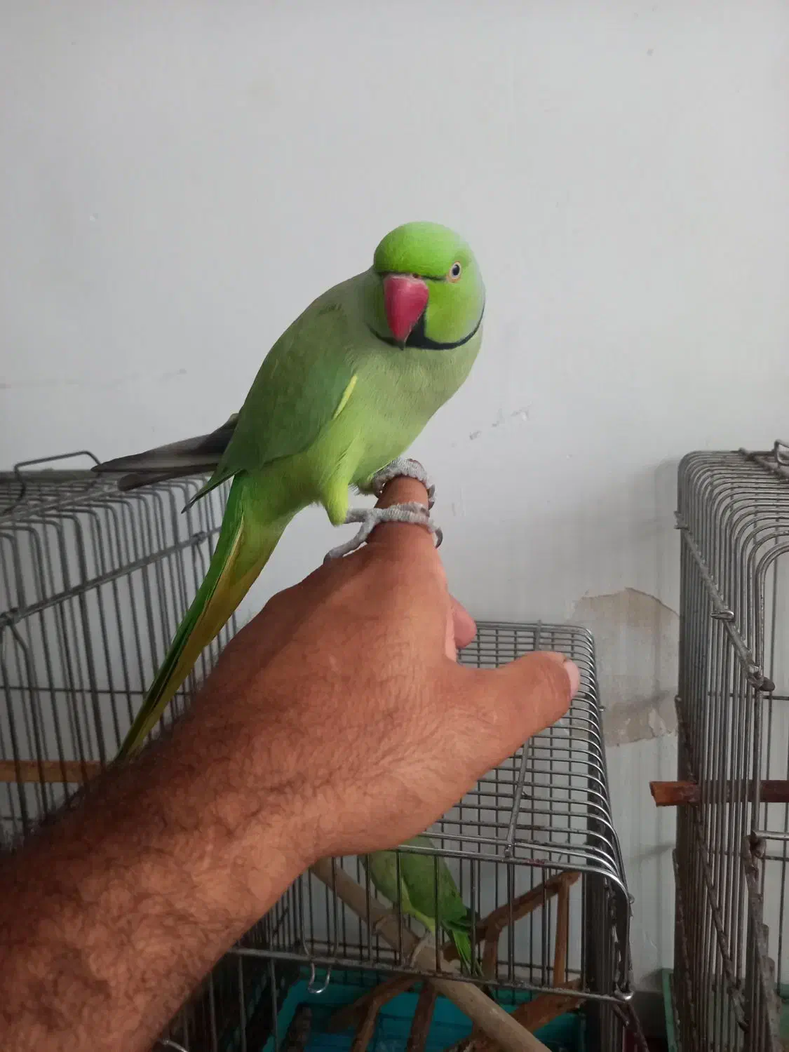 طوطی ملنگو سخنگو|پرنده|طبقده, |دیوار