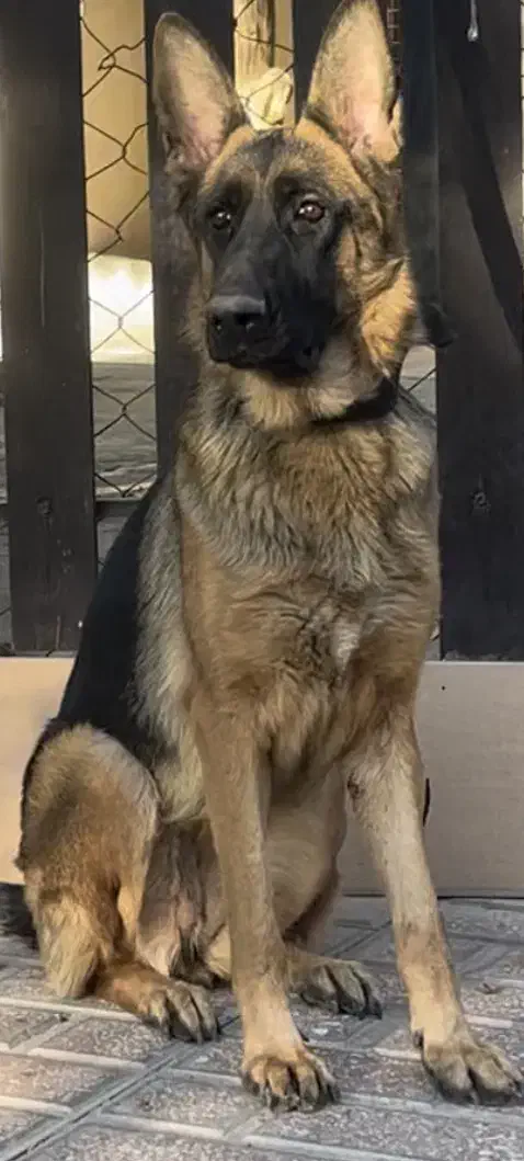 سگ ژرمن شپرد شولاین ماده موکوتاه|سگ|تهران, آبشار|دیوار