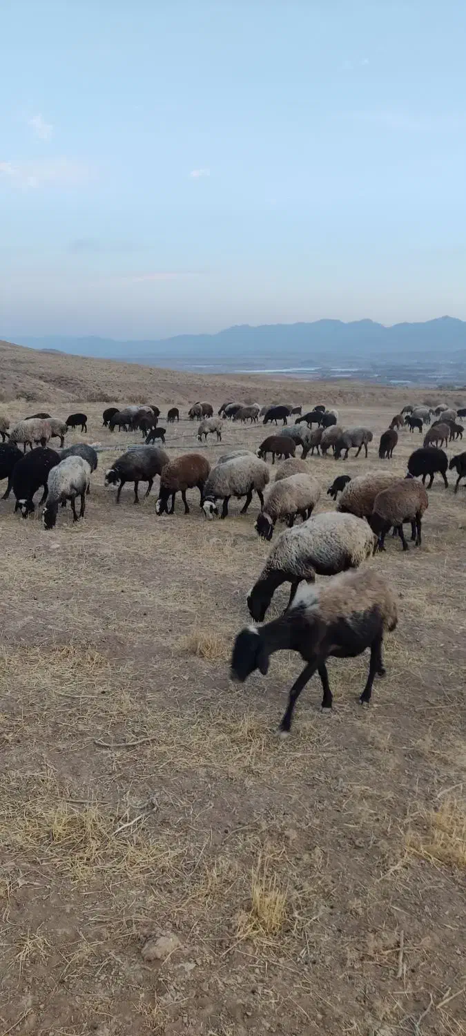 فروش گوسفند نژاد شال ب تعداد100راس|حیوانات مزرعه|ضیاء آباد, |دیوار