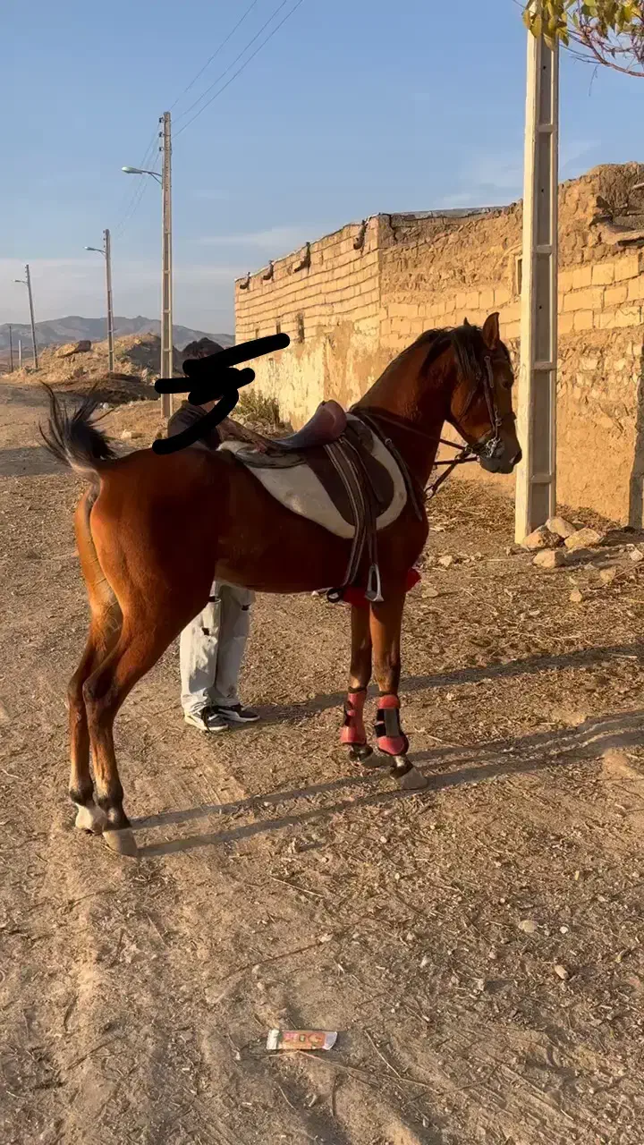 کره نریان گرد|اسب و تجهیزات اسب‌سواری|تهران, اباذر|دیوار