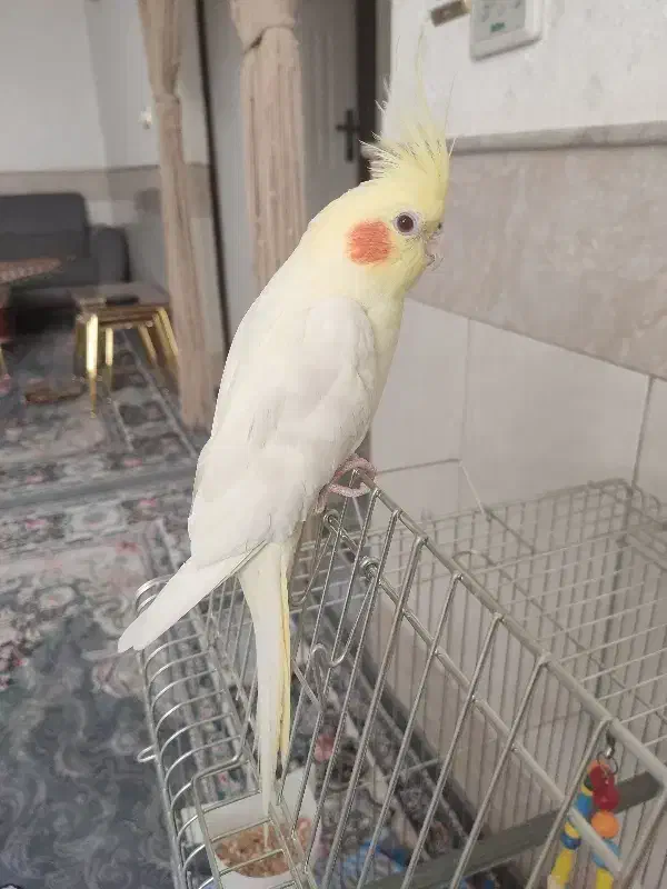 یک جفت عروس هلندی|پرنده|قم, انصار‌الحسین|دیوار