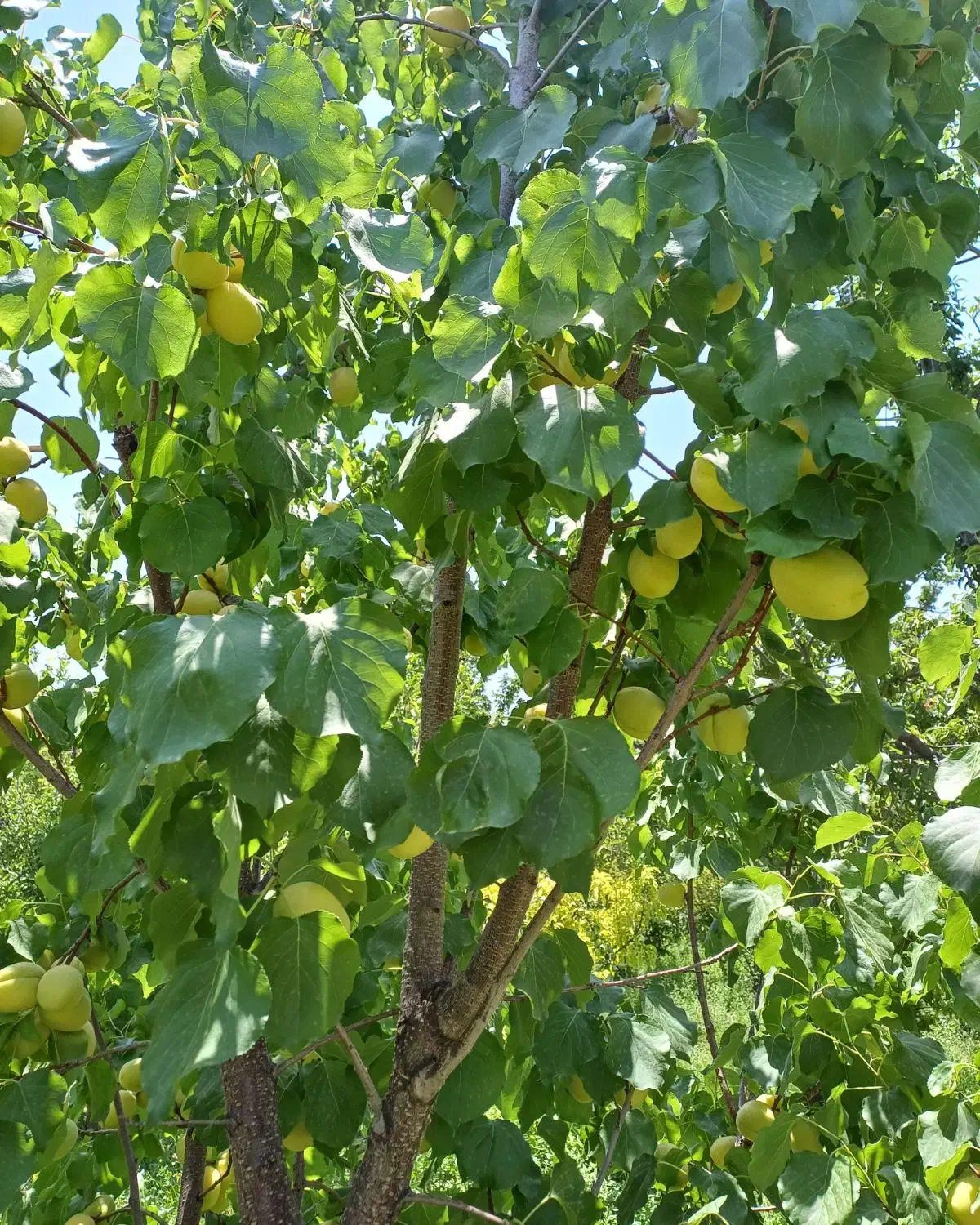 باغ چاردیواری بابرق و چاه شخصی|فروش دفتر صنعتی، کشاورزی، تجاری|بناب, |دیوار