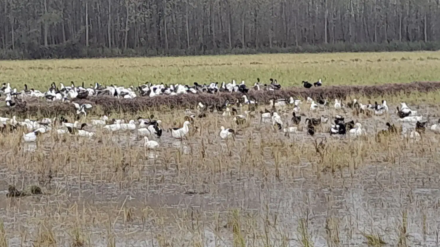 نطفه دار اردک و بوقلمون|حیوانات مزرعه|سنگر, |دیوار