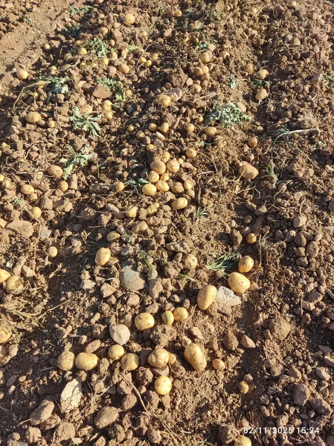 سیب زمینی کلمبا|خوردنی و آشامیدنی|داران, |دیوار