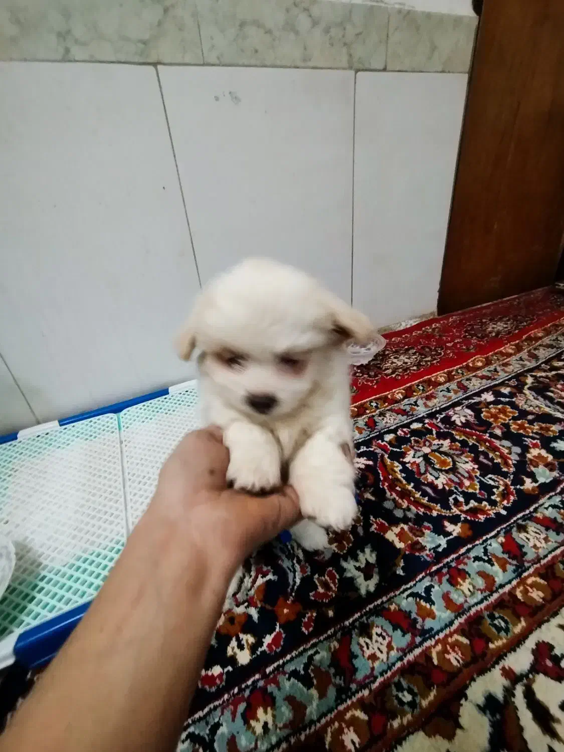 پاکوتاه مینیاتوری|سگ|بناب, |دیوار