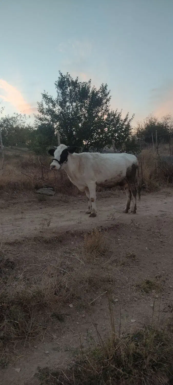 گاو محلی|حیوانات مزرعه|وردشت, |دیوار