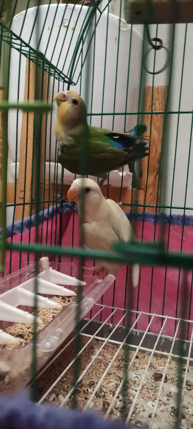 طوطی کوتوله برزیلی|پرنده|رشت, کوی امام رضا|دیوار