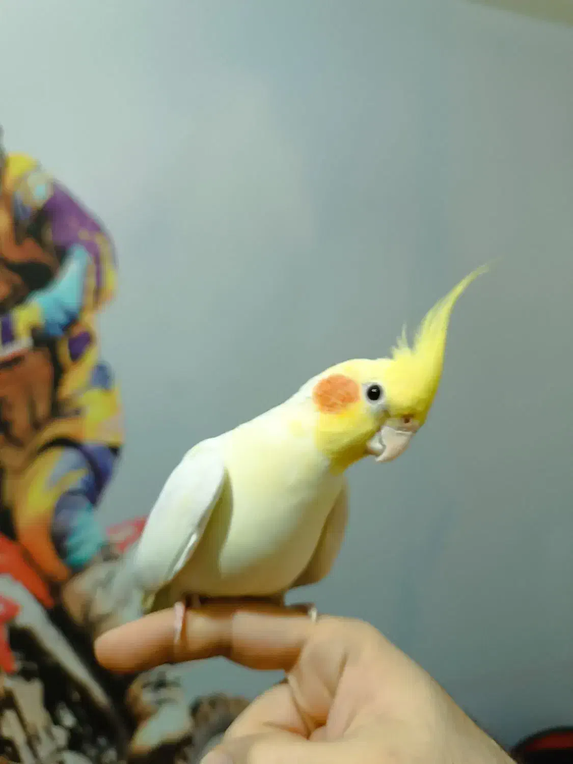 عروس هلندی و قفس کاسکو|پرنده|آستارا, |دیوار