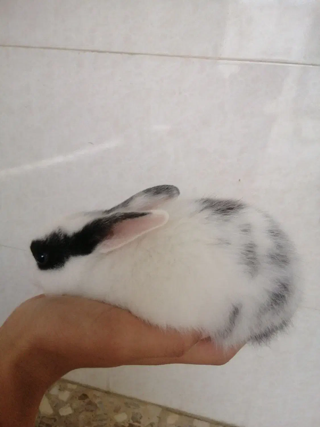 بچه خرگوش دورنگه خوشگل|موش و خرگوش|خورموج, |دیوار