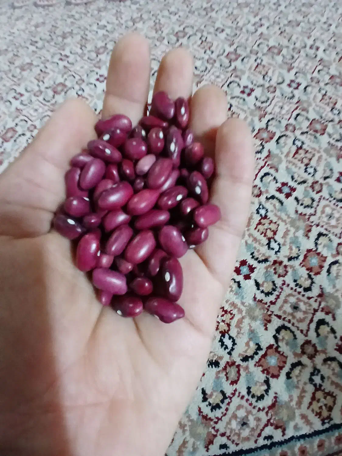 لوبیا قرمز امسالی|خوردنی و آشامیدنی|خان ببین, |دیوار