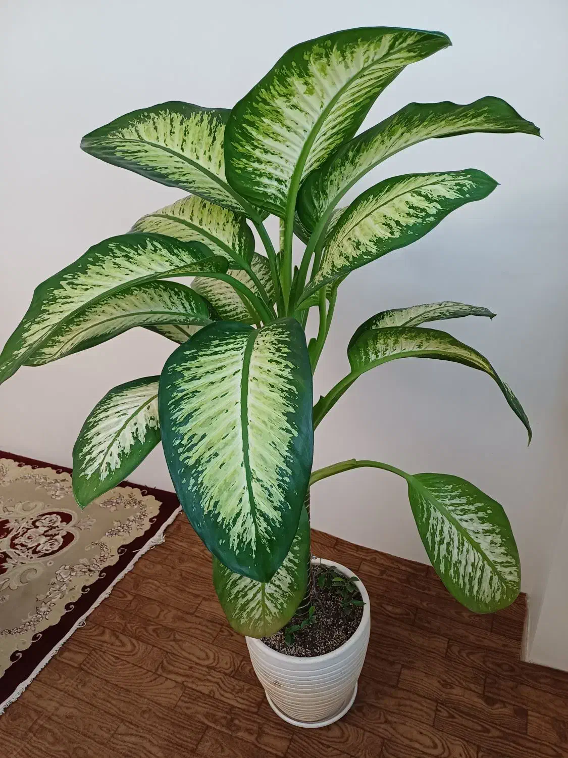 گل اپارتمانی|گل و گیاه طبیعی|اردبیل, |دیوار