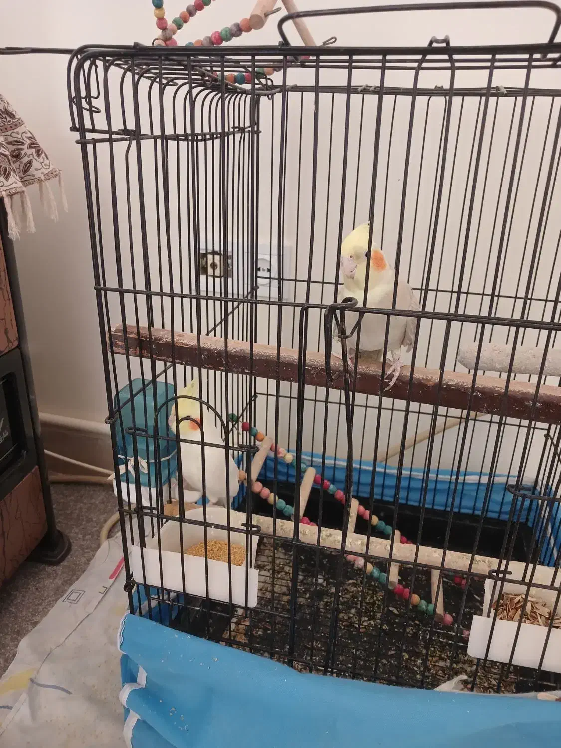 عروس هلندی|پرنده|پردیس, فاز ۲|دیوار