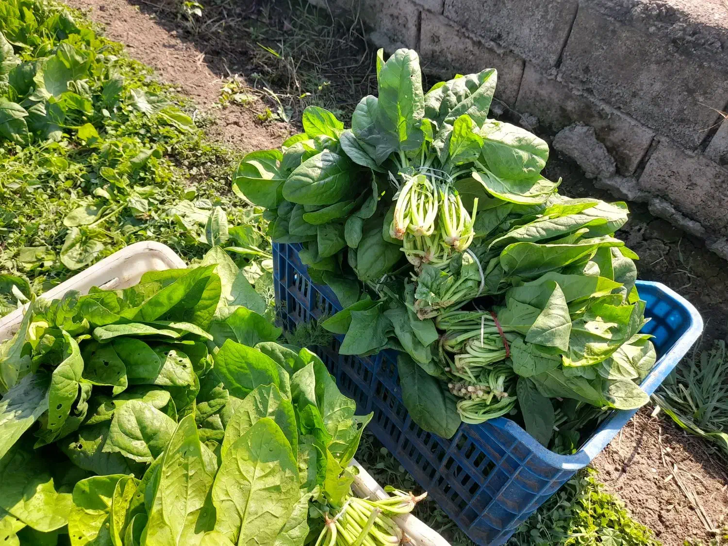 فروش اسفناج تازه چین عمده|خوردنی و آشامیدنی|ارطه, |دیوار