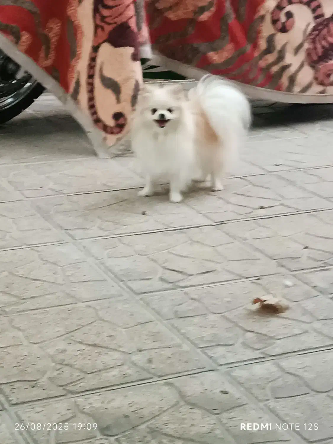 پامر خرسی|سگ|خلیفان, |دیوار