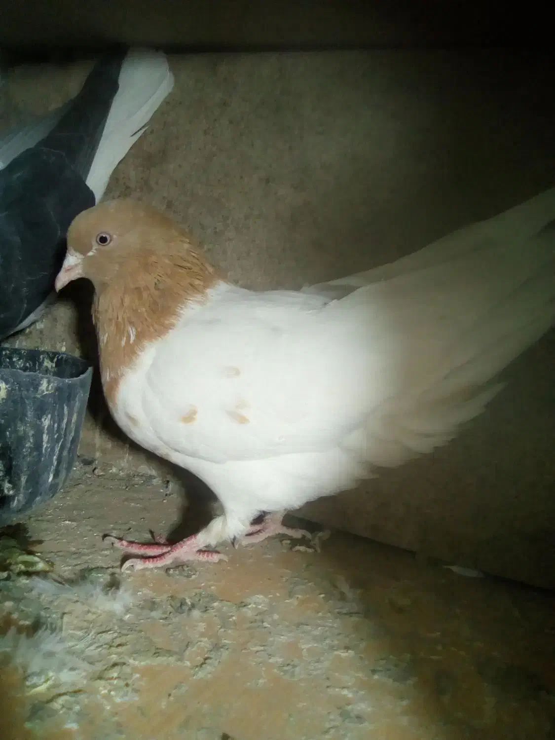 ماده رنگه|پرنده|قائن, |دیوار