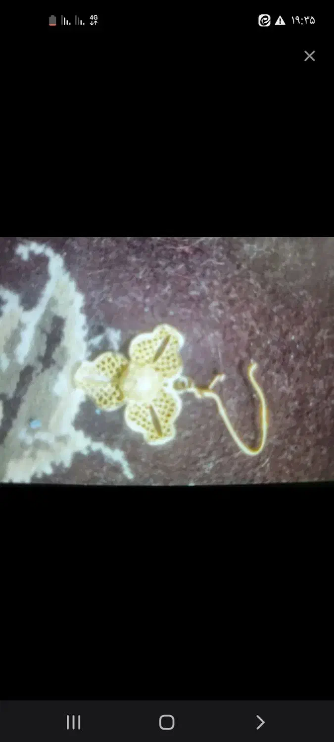 گمشده|اشیا|شیراز, جوادیه|دیوار