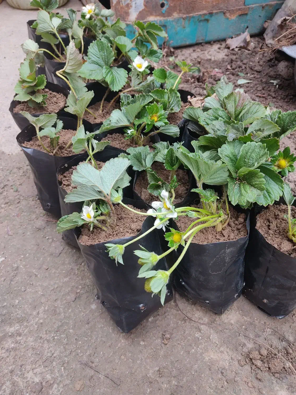 بوته توت فرنگی|گل و گیاه طبیعی|علی‌آباد کتول, |دیوار