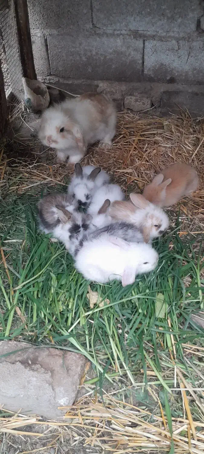 بچه خرگوش لوپ بفروش میرسد|موش و خرگوش|علیآباد کتول, |دیوار