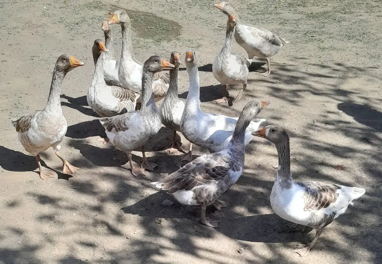 غاز محلی|حیوانات مزرعه|انگوت, |دیوار