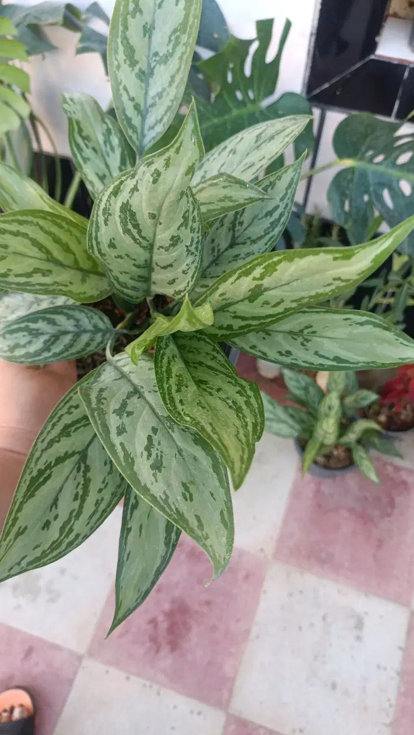 فروش انواع گلهای آپارتمانی با بهترین کیفیت|گل و گیاه طبیعی|کازرون, |دیوار