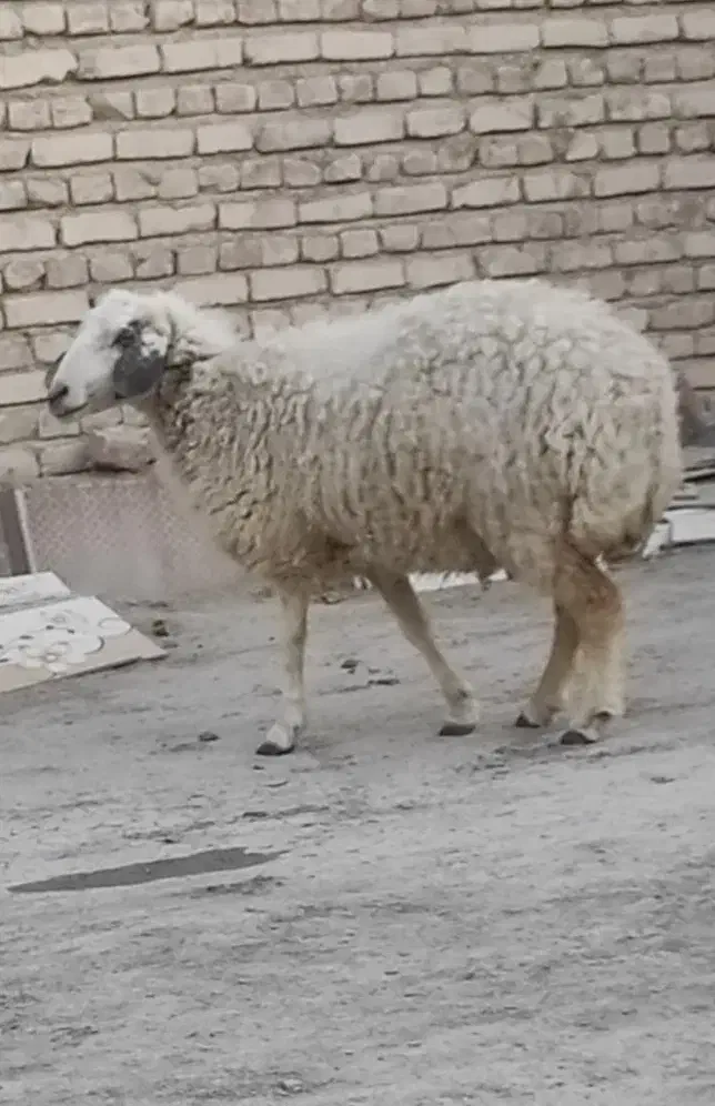 گوسفند|حیوانات مزرعه|سراوان, |دیوار