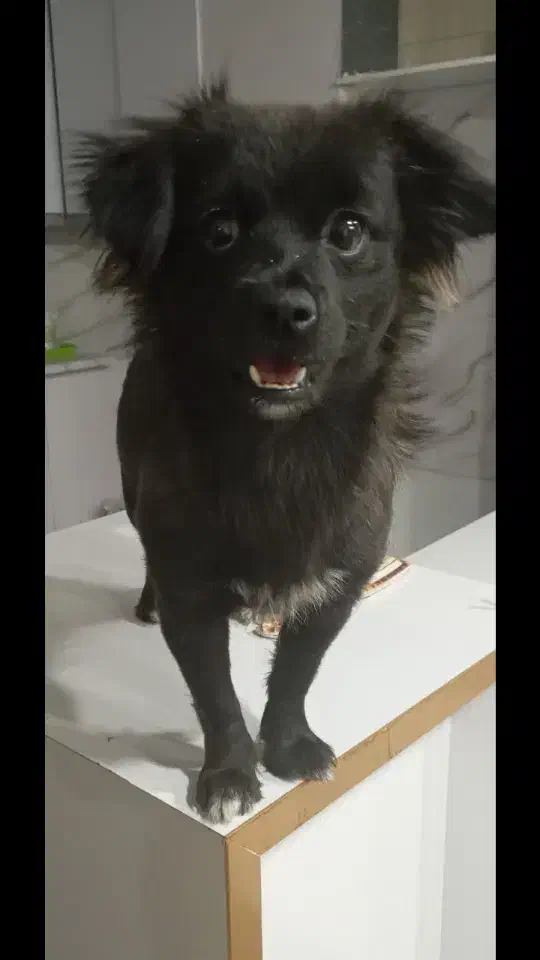 واگذاری سگ پاپی|سگ|فولادشهر, مسکن مهر فولادشهر|دیوار