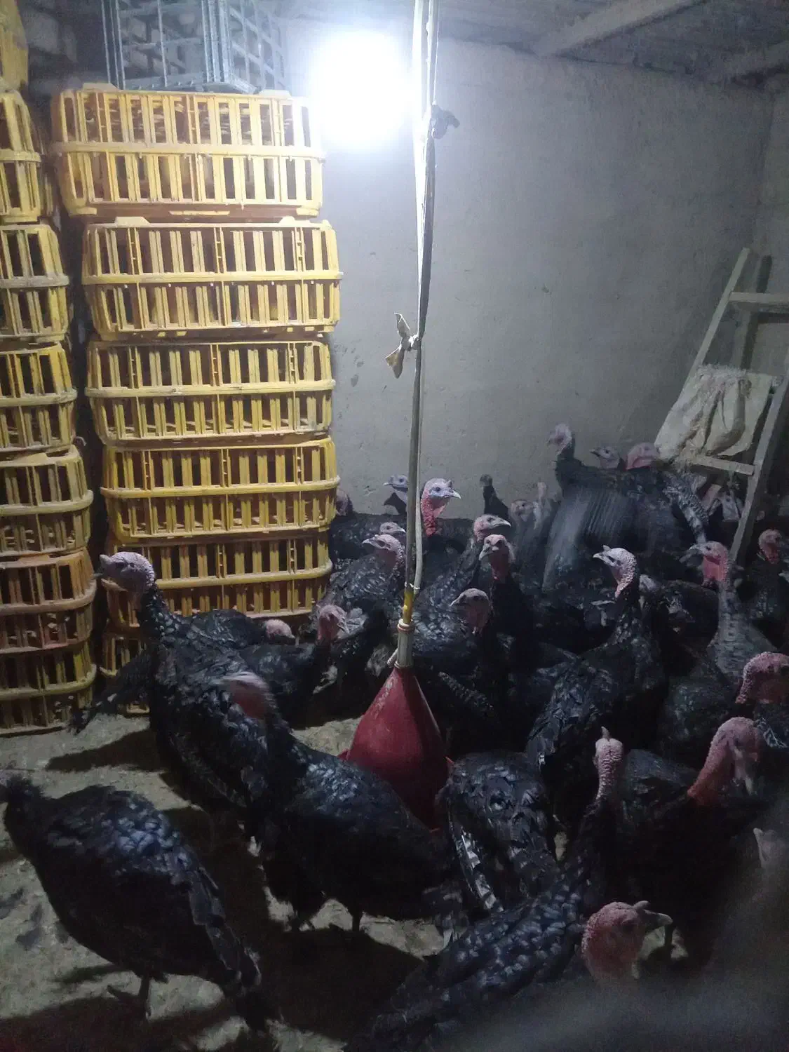 فروش بوقلمون محلی|حیوانات مزرعه|تهران, مسگرآباد|دیوار