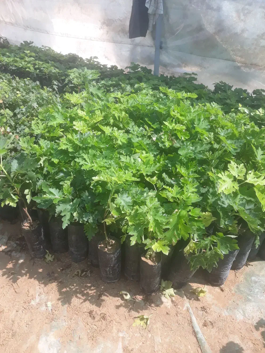 نهال انجیر و انگور و گل|گل و گیاه طبیعی|شیراز, دانشکده دامپزشکی شیراز|دیوار