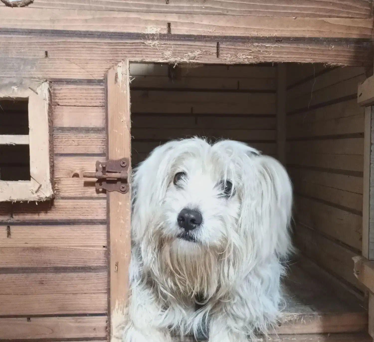 سگ اشپیتز|سگ|رشت, دیلمان|دیوار