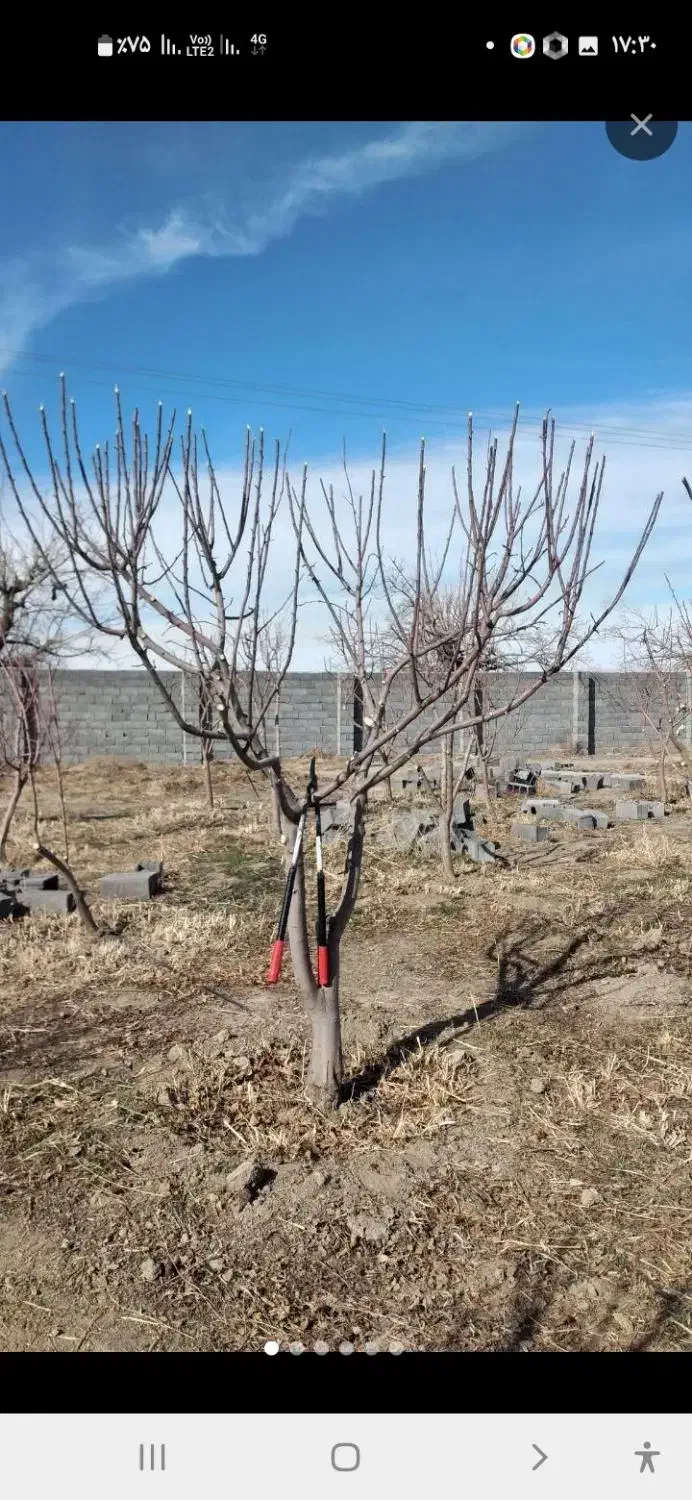 باغبانی و تیلرهرس در تمام نقاط مشهد|خدمات باغبانی و درختکاری|مشهد, توس (بلوار توس)|دیوار