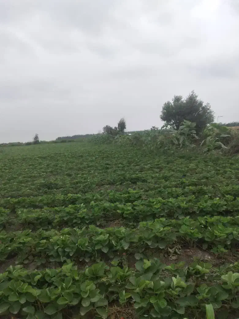 یک و نیم هکتار زمین در امامیه فروش|فروش دفتر صنعتی، کشاورزی، تجاری|خان ببین, |دیوار