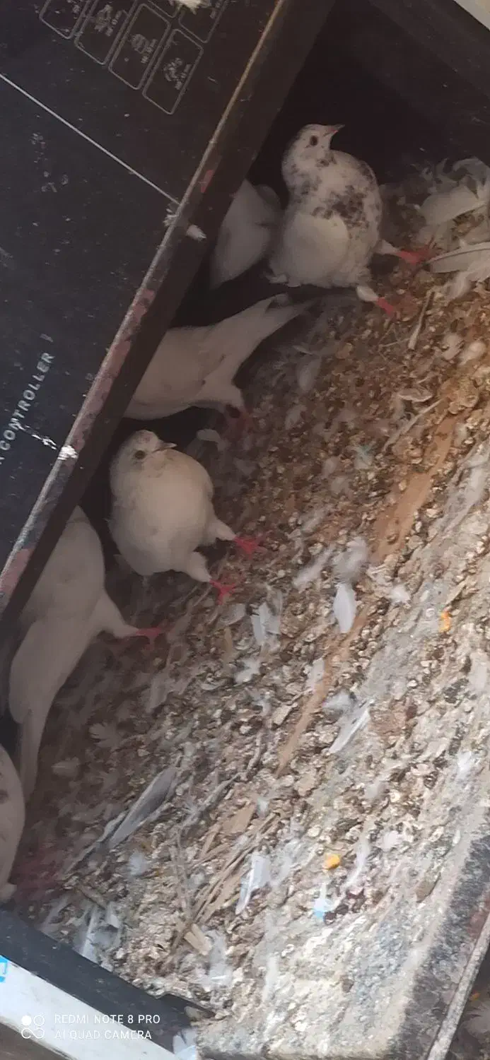 کفتر|پرنده|بندر ماهشهر, |دیوار