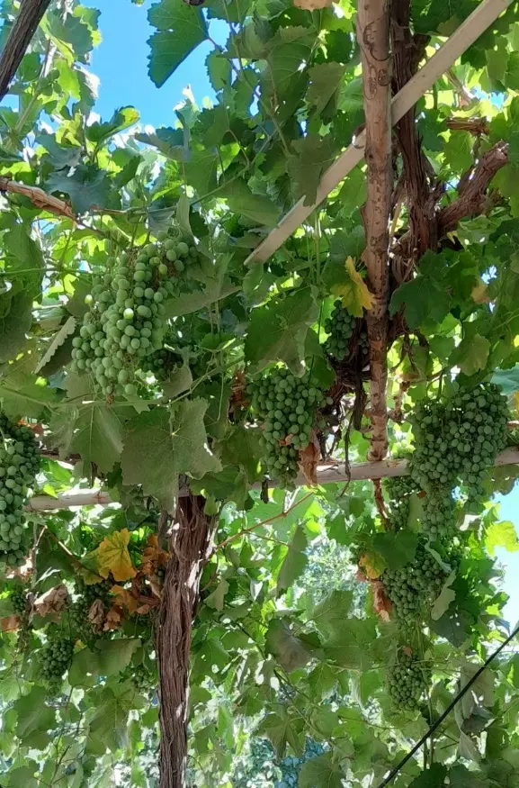 غوره|خوردنی و آشامیدنی|نیشابور, ده حلاج|دیوار