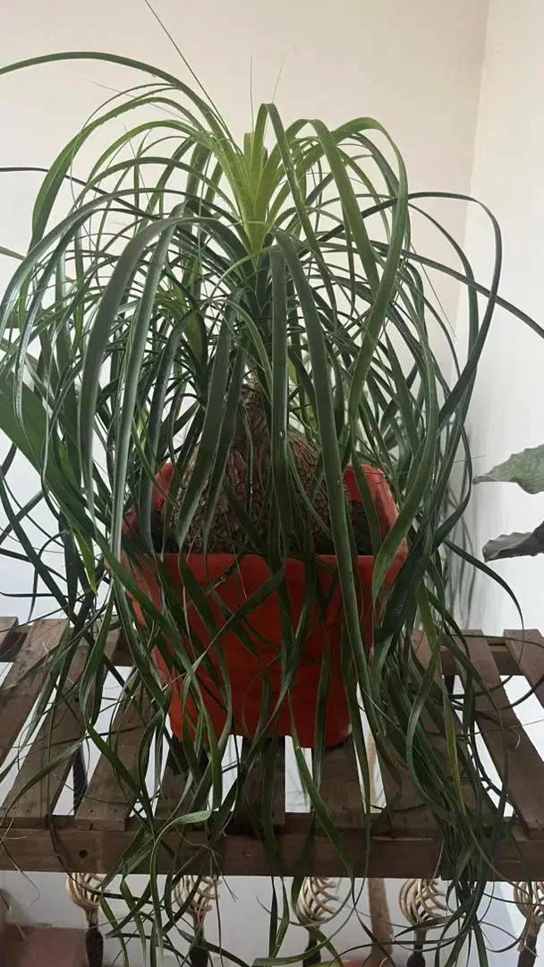 فروش 4 عدد گل اپارتمانی|گل و گیاه طبیعی|اصفهان, شاه پسند|دیوار