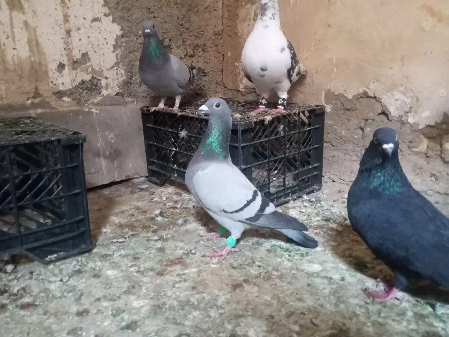 چاپی|پرنده|خرمشهر, |دیوار