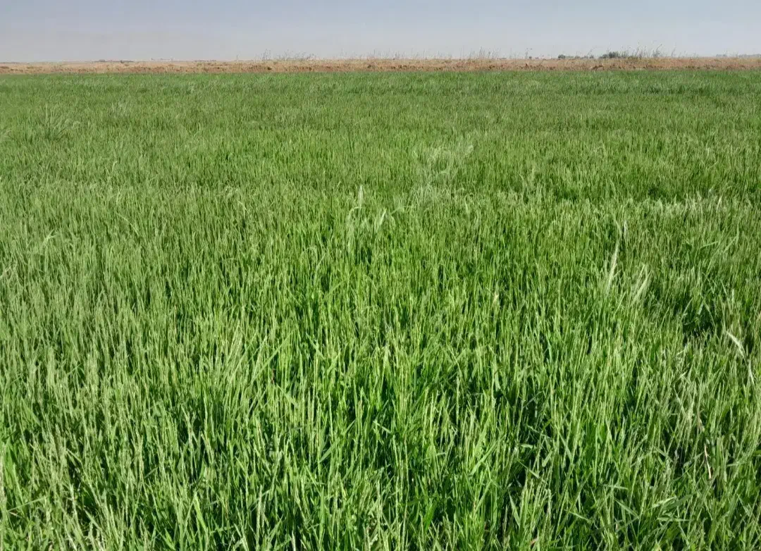 فروش زمین کشاورزی|فروش دفتر صنعتی، کشاورزی، تجاری|حمیدیه, |دیوار