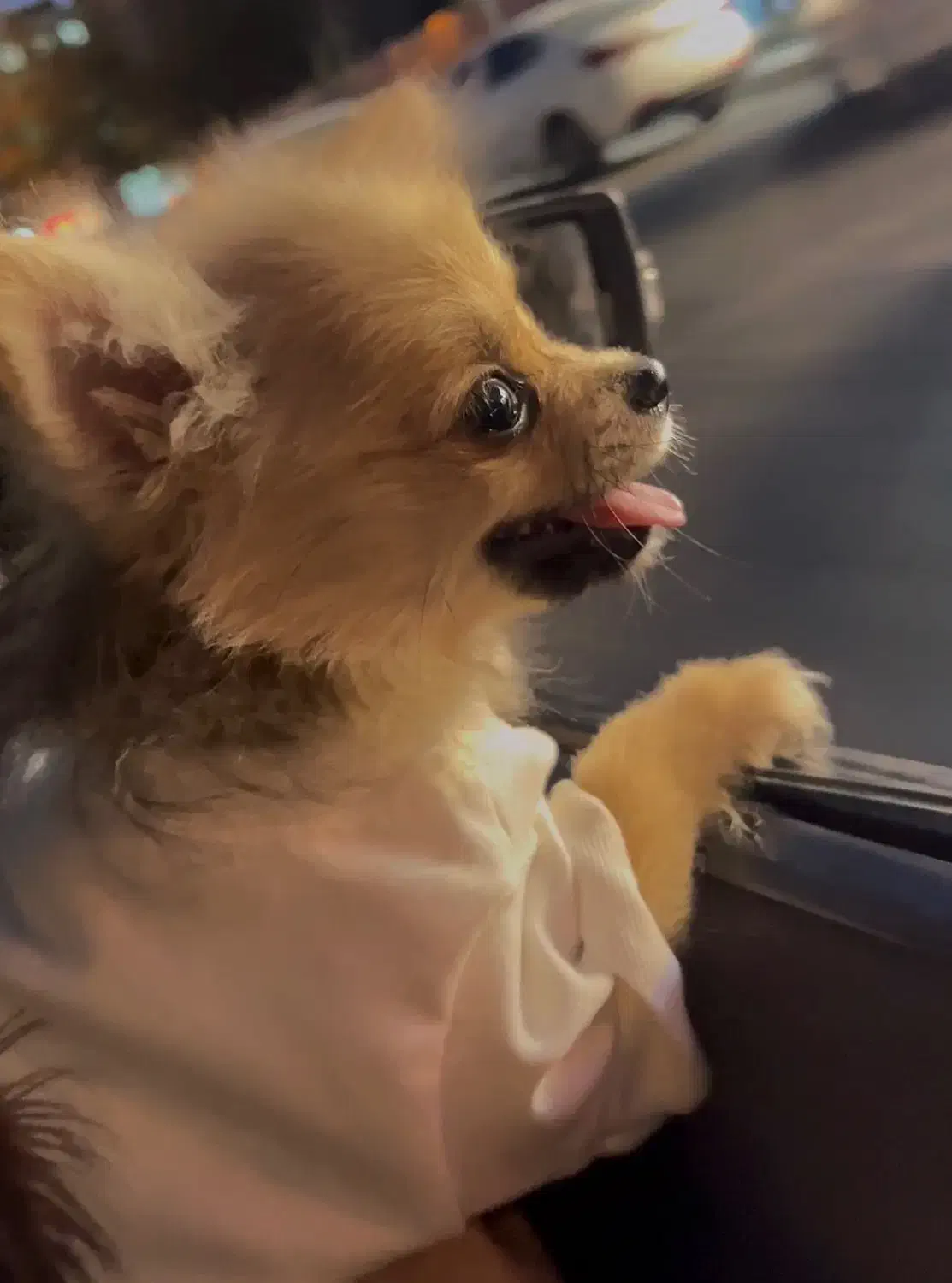 توله پامر ۷ ماهه|سگ|مشهد, سجاد شهر|دیوار