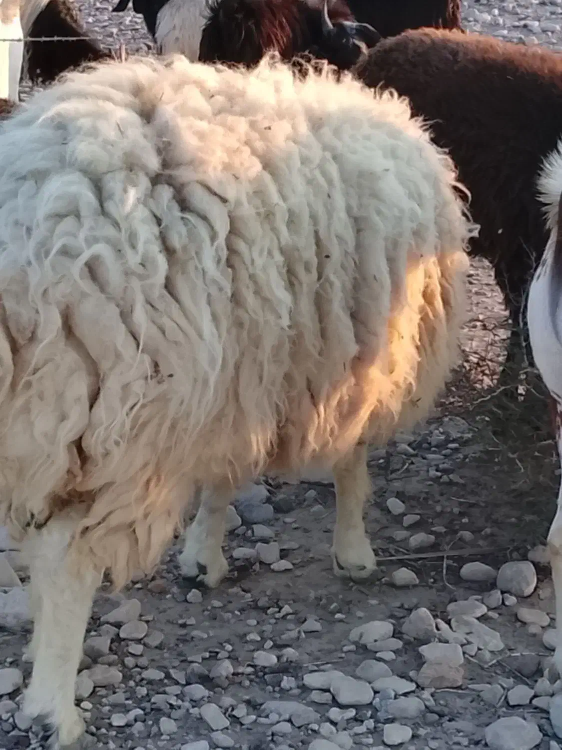 غوچ سفید این آگهی در احمدی است|حیوانات مزرعه|احمدی, |دیوار