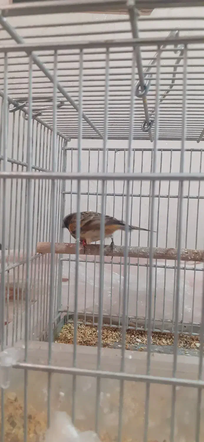 گلبسر|پرنده|ری, شهرری|دیوار