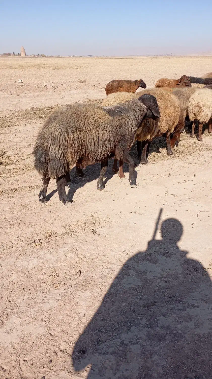 قوچ هترو|حیوانات مزرعه|رادکان, |دیوار